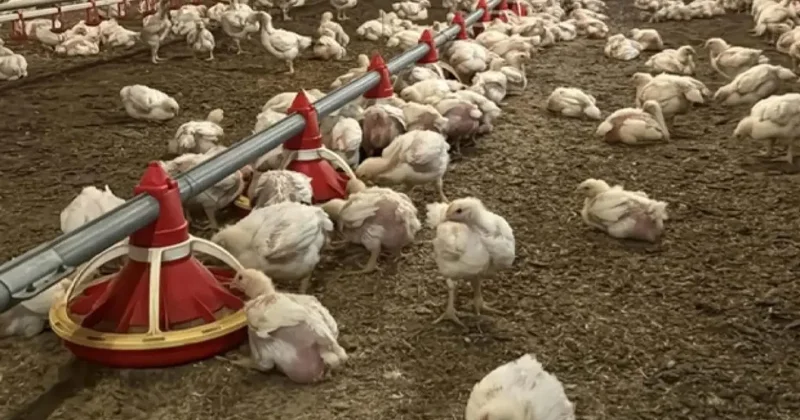Yıllık 50 milyon yumurta üreten firma iflas etti!