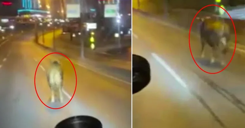 Kurbanlık Dana E 5 te Koştu