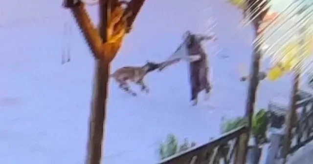 Afyonkarahisar da sahipsiz köpek dehşeti VİDEO İZLE