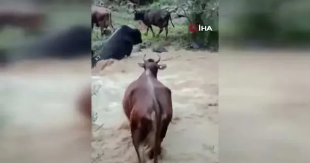 Büyükbaş hayvanlar akıntıyla mücadele etti!