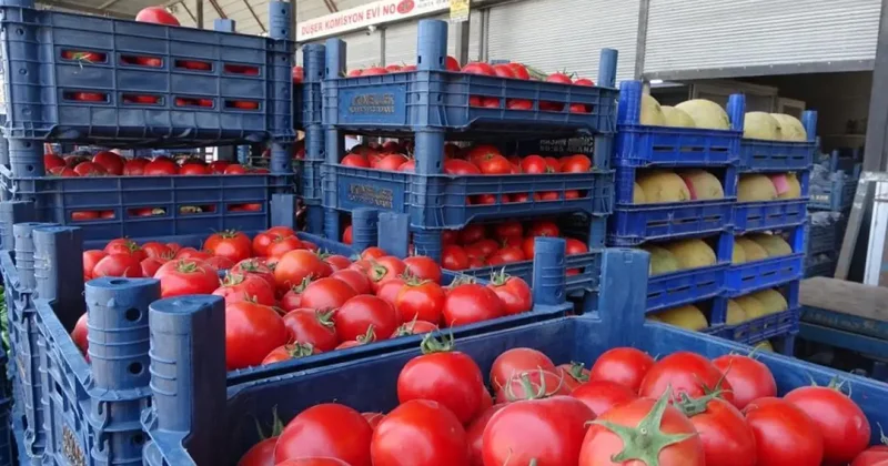 Sebze halindeki domatesin fiyatı 15 TL ye düştü