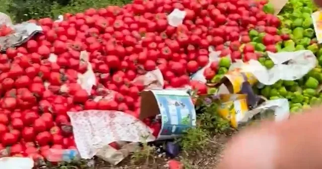 Çanakkale de vicdanları sızlatan manzara: Kilolarca sağlam sebzeyi ormana döküp kaçtılar VİDEO İZLE