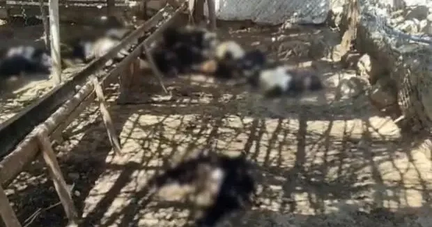 Siirt haberleri Siirt te başıboş köpek dehşeti! 26 keçi telef oldu: Besici tüm emeğini çukura gömdü 14 Haziran 2026