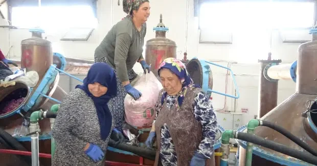 Isparta haberleri Isparta da üretiliyor! Kilosu 12 bin avroya satılıyor 14 Haziran 2026