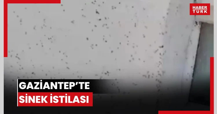 Gaziantep’te sinek istilası