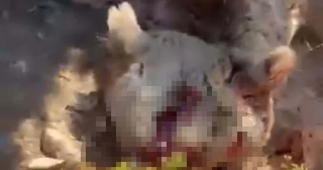 Elle beslenen ayıların davranışları tamamen değişir, bu durum ölümcül riskler barındırır Muğla Haberleri Habertürk Yerel Haberler