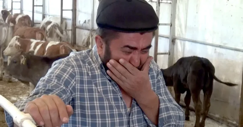 9 buzağısı telef oldu! Besici ağlaya ağlaya anlattı