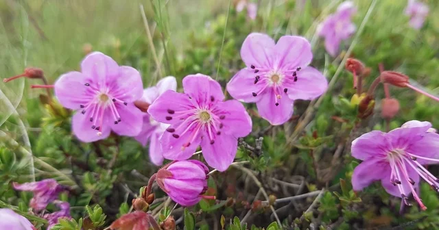 Artvin in endemik güzelliği dağ gülü, Tiryal Dağı nda çiçek açtı Rize Haberleri Habertürk Yerel Haberler