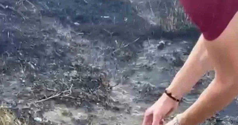 Alevlerin arasından kurtardıkları kaplumbağayı serinlettiler