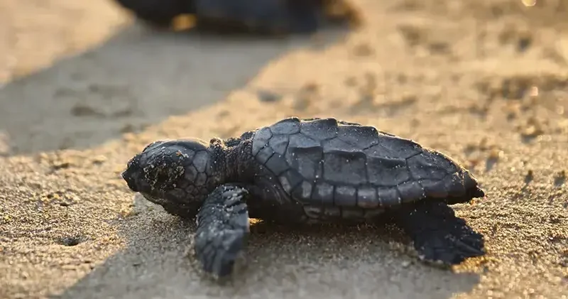 2026 nın ilk caretta yavruları denizle buluştu