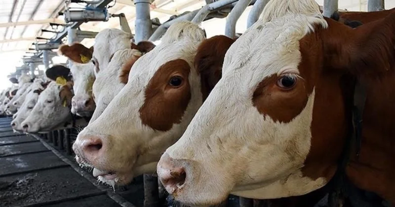 O dertten kurtulmak için inekleri zebra gibi siyah beyaz boyadılar Sözcü Gazetesi