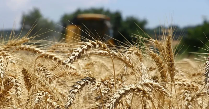 Buğday fiyatlarında yükseliş! Rusya nın kritik tahıl rotası Azak Denizi nde kısıtlandı