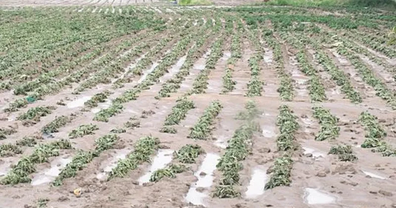 Dolu ve sağanak tarım arazilerine zarar verdi