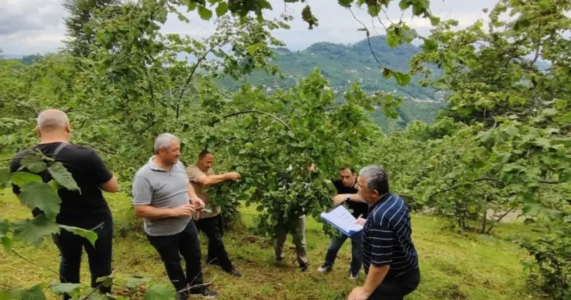 Trabzon’da fındıkta rekolte tespiti çalışmaları başladı