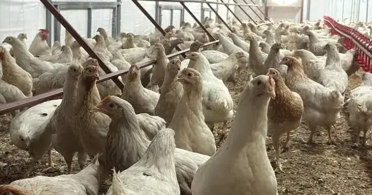 TÜİK: Tavuk eti üretimi azaldı, yumurta ve içme sütü üretimi arttı