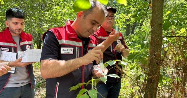 Edirne de kahverengi kokarca ya karşı doğaya 728 samuray arıcığı salındı Edirne Haberleri Habertürk Yerel Haberler