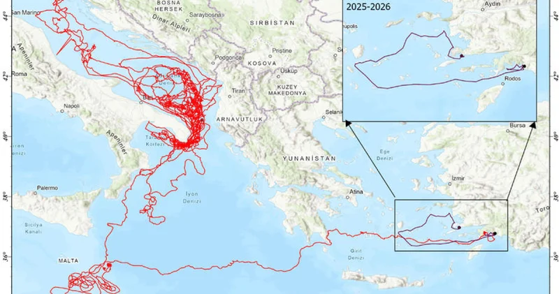 Uydu cihazıyla izlenen caretta caretta Tuba Bodrum açıklarında