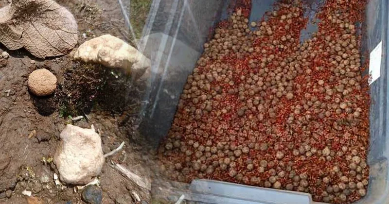 660 bin tanesini gökyüzünden bıraktılar: Şimdi asıl sınav başlıyor Sözcü Gazetesi
