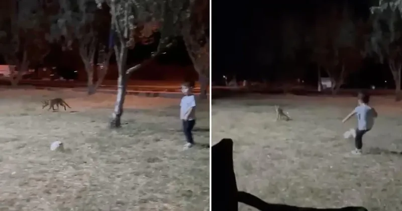 Çanakkale’de minik çocuğun topunu tilki böyle çaldı