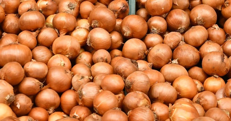 Her gün tüketiliyor ama bu hastalığı olanlar soğan yemesin Sözcü Gazetesi