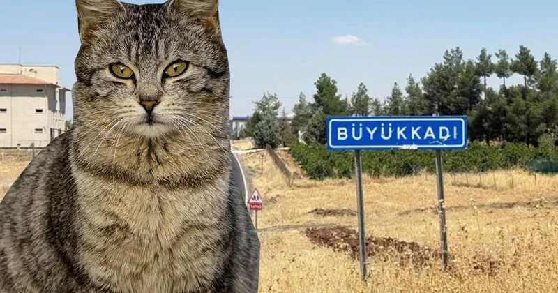 Kedinin ısırdığı çocuk entübe edildi