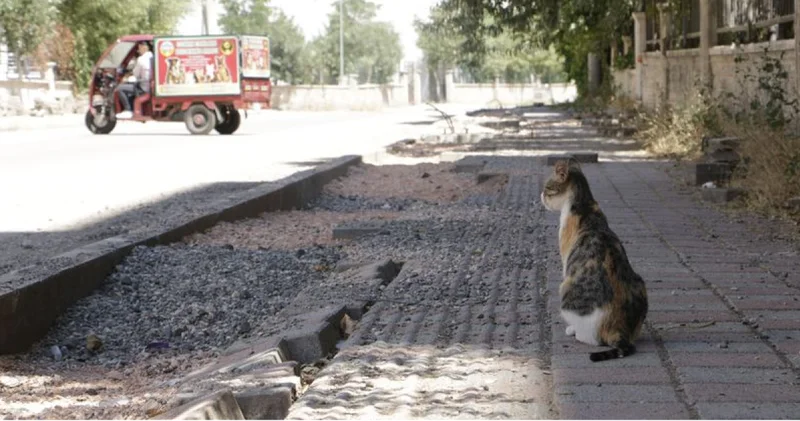 Diyarbakır da kuduz kedi! 4 yaşındaki kız çocuğu entübe edildi