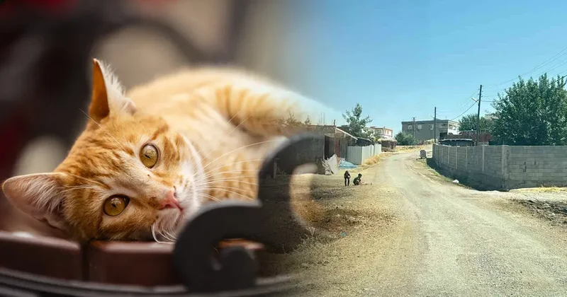 Kedi tarafından ısırılan çocuğa aylar sonra kuduz şoku: Entübe edildi
