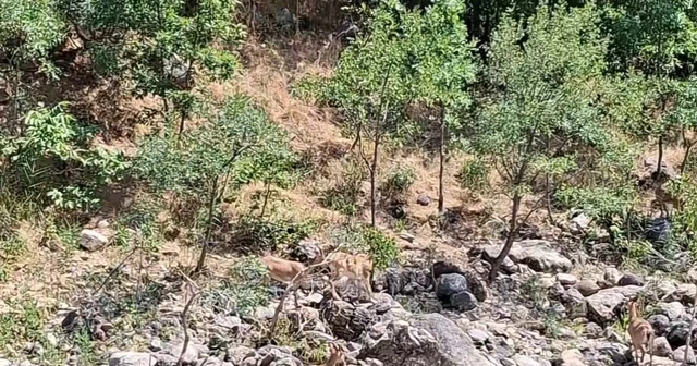 Tunceli de koruma altındaki dağ keçileri Munzur Nehri kıyısında görüntülendi Tunceli Haberleri Habertürk Yerel Haberler