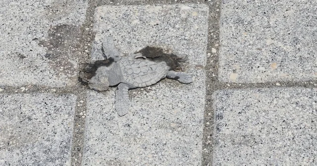 Yönlerini şaşıran yeşil deniz kaplumbağaları, araçların altında kalıp öldü Hatay Haberleri Habertürk Yerel Haberler