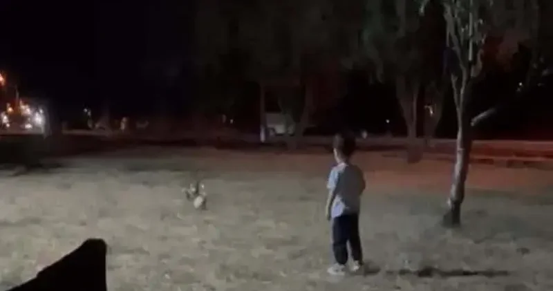 Tilki, topu alıp kaçtı; o anlar kamerada
