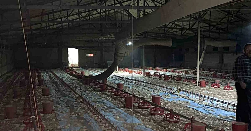 Bolu Göynük te kümes yangınında 24 bin civciv telef oldu