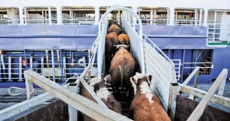 Brezilyalı besici Türkiye’ye minnettar Sözcü Gazetesi
