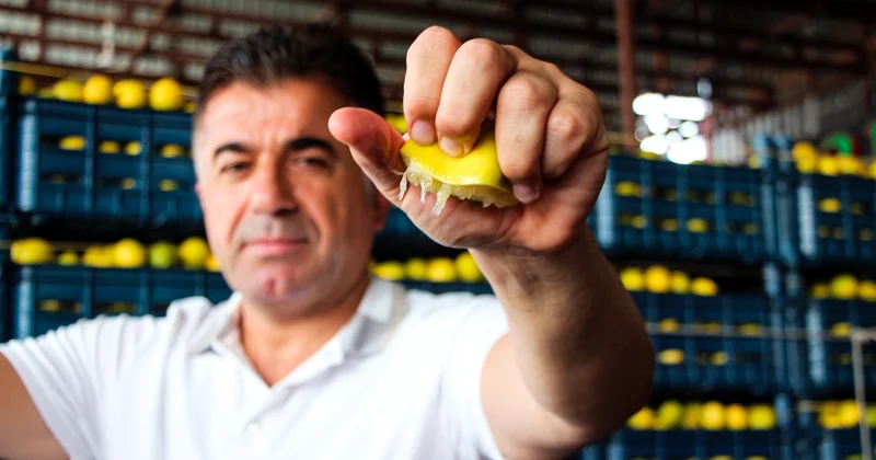 Adana da limon hasadı başladı: Dalında 5 TL olan limon markette 100 TL