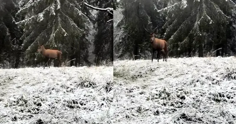 Karla kaplı ormanda kızılgeyik görüntülendi
