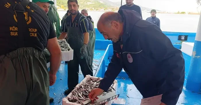 Samsun da 174 bin 480 kilo hamsiye nakil onayı verildi