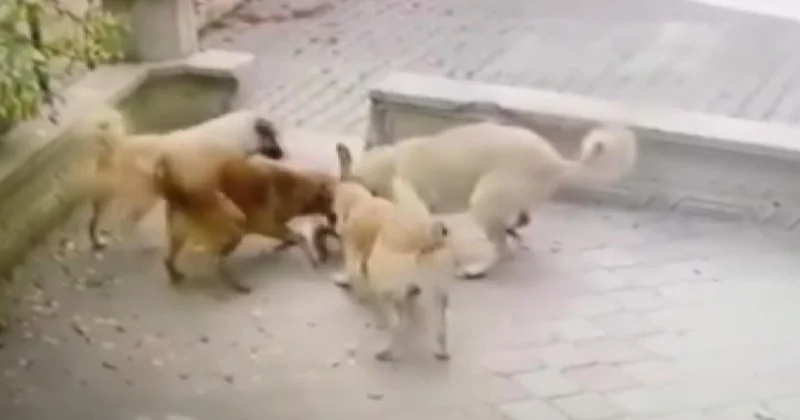 Ankara’da başıboş köpekler kediye saldırdı