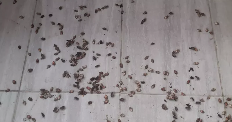 Bir bölgeyi saran tehlike! Uzman isim uyardı: Temas halinde dikkat edin!