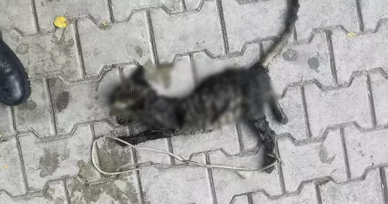 Yavru kediyi ayaklarını bağlayıp denize atmışlar