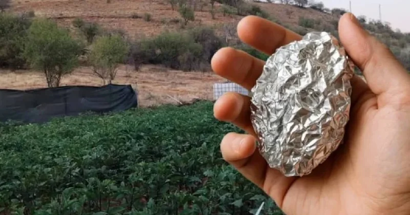 Bir parça alüminyum folyo ile hasat 5 kat artıyor Sözcü Gazetesi