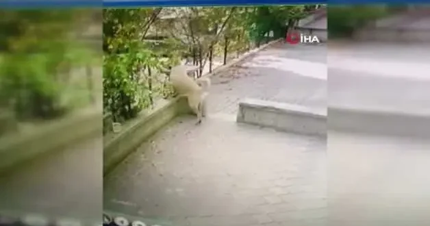 Kediye saldıran köpek sürüsü kamerada!