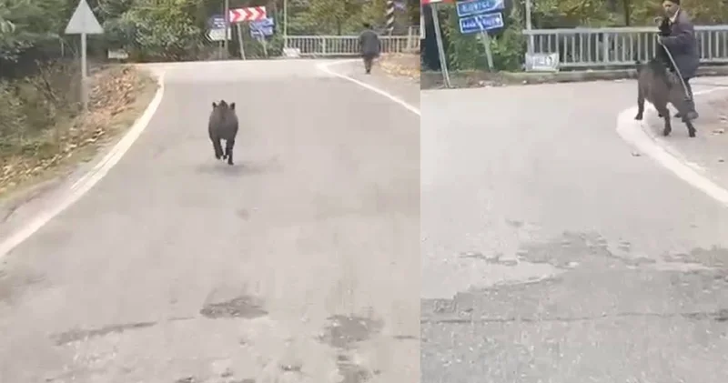 Köpekten kaçan domuzdan kaçış kamerada
