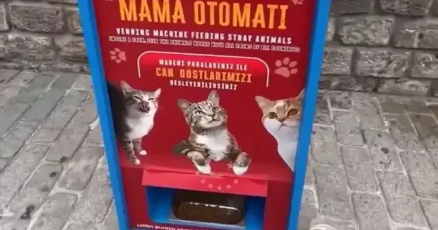 Sokak kedilerine özel mama otomatı turistleri şaşkına çevirdi VİDEO İZLE