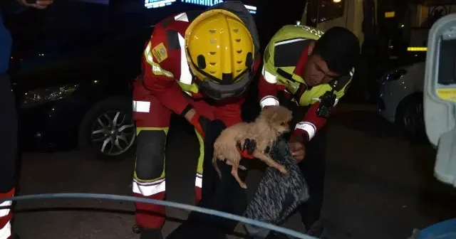 Kanalizasyon borusuna sıkışan köpek yavrusu 6 saatlik operasyonla kurtarıldı Gündem Haberleri
