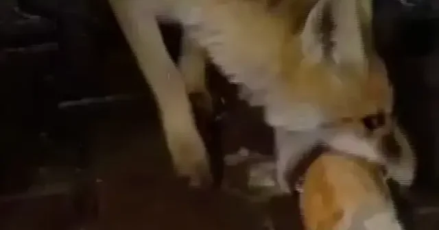 Karabük’te TIR sürücüsü tilkiyi ekmekle besledi VİDEO İZLE