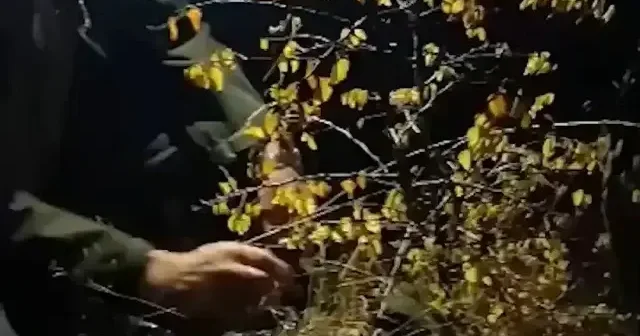 Bursa ormanlarında kaçak av operasyonu: 6 ses düzeneği ele geçirildi VİDEO İZLE