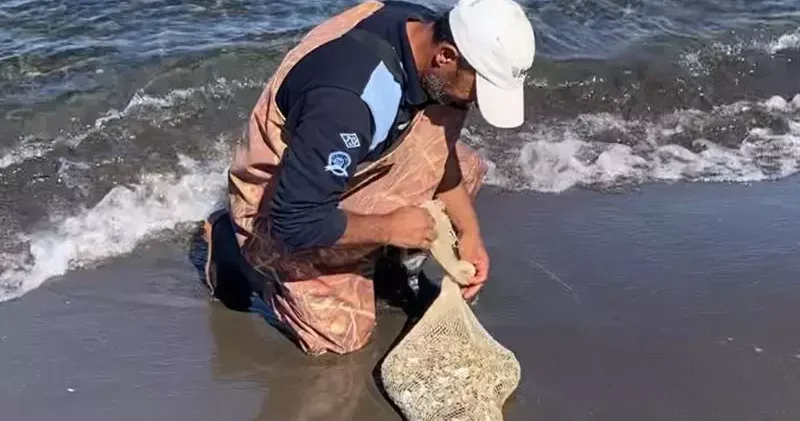 Samsun da, kaçak yolla avlanan yaklaşık 1 ton kum şırlanı ele geçirildi