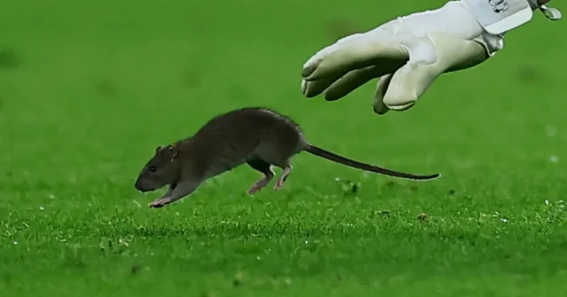 Dünyaca ünlü kaleci topu bırakıp fareyi yakalamaya çalıştı
