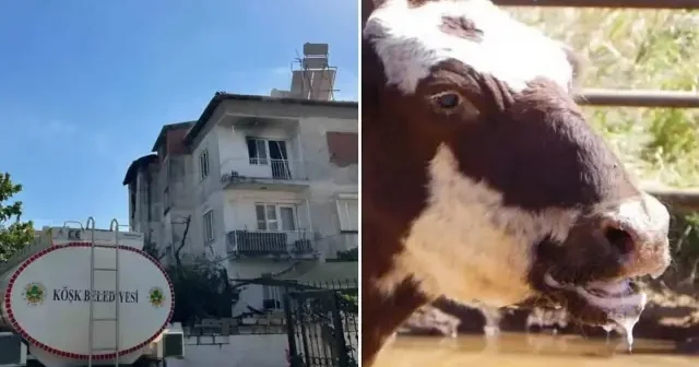 Aydın da 12 mahalle şap hastalığı nedeniyle karantinaya alındı Aydın Haberleri