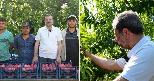 Gürsu tarımında yepyeni bir dönem başladı Ekonomi Haberleri