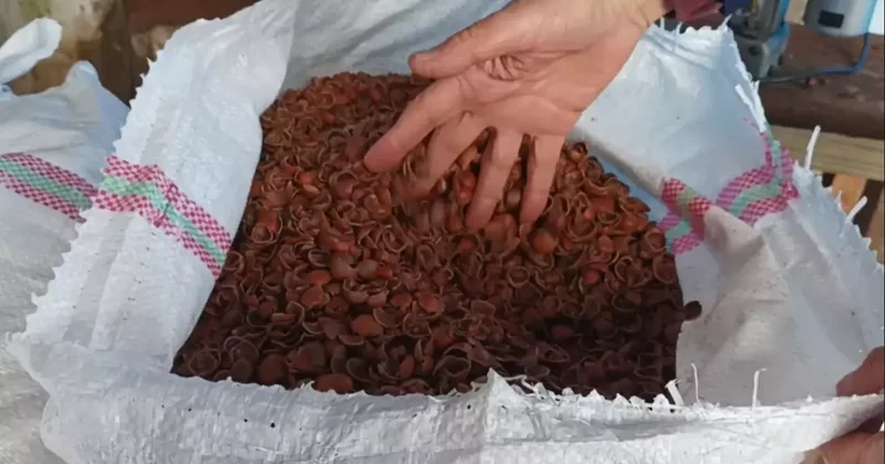 Fındıkta serbest piyasa düşüşte, Tarım Kredi en yüksek alımı yapıyor